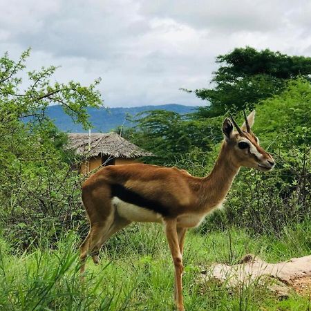 Oldonyo Orok Lodge Kajiado Eksteriør bilde