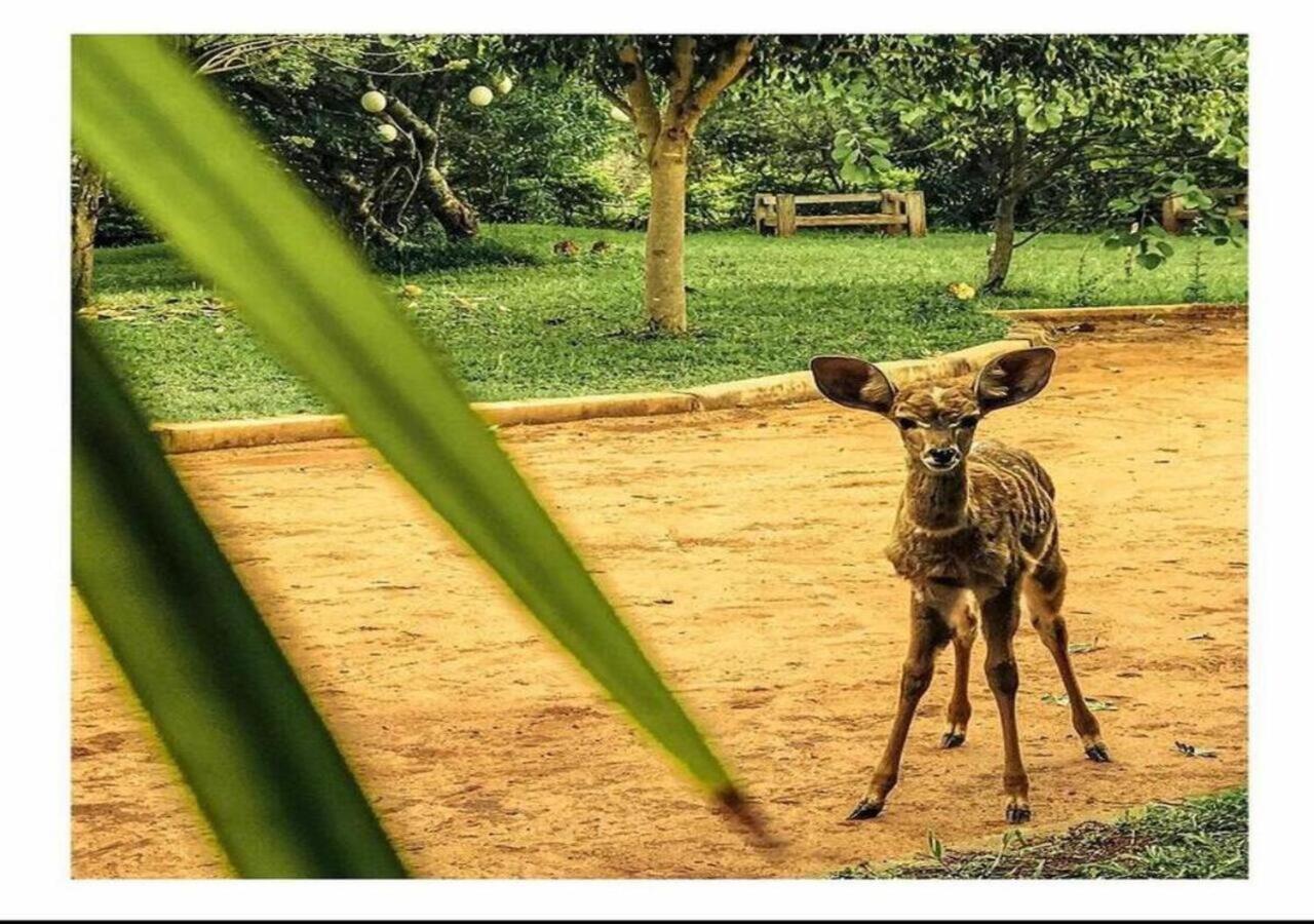 Oldonyo Orok Lodge Kajiado Eksteriør bilde