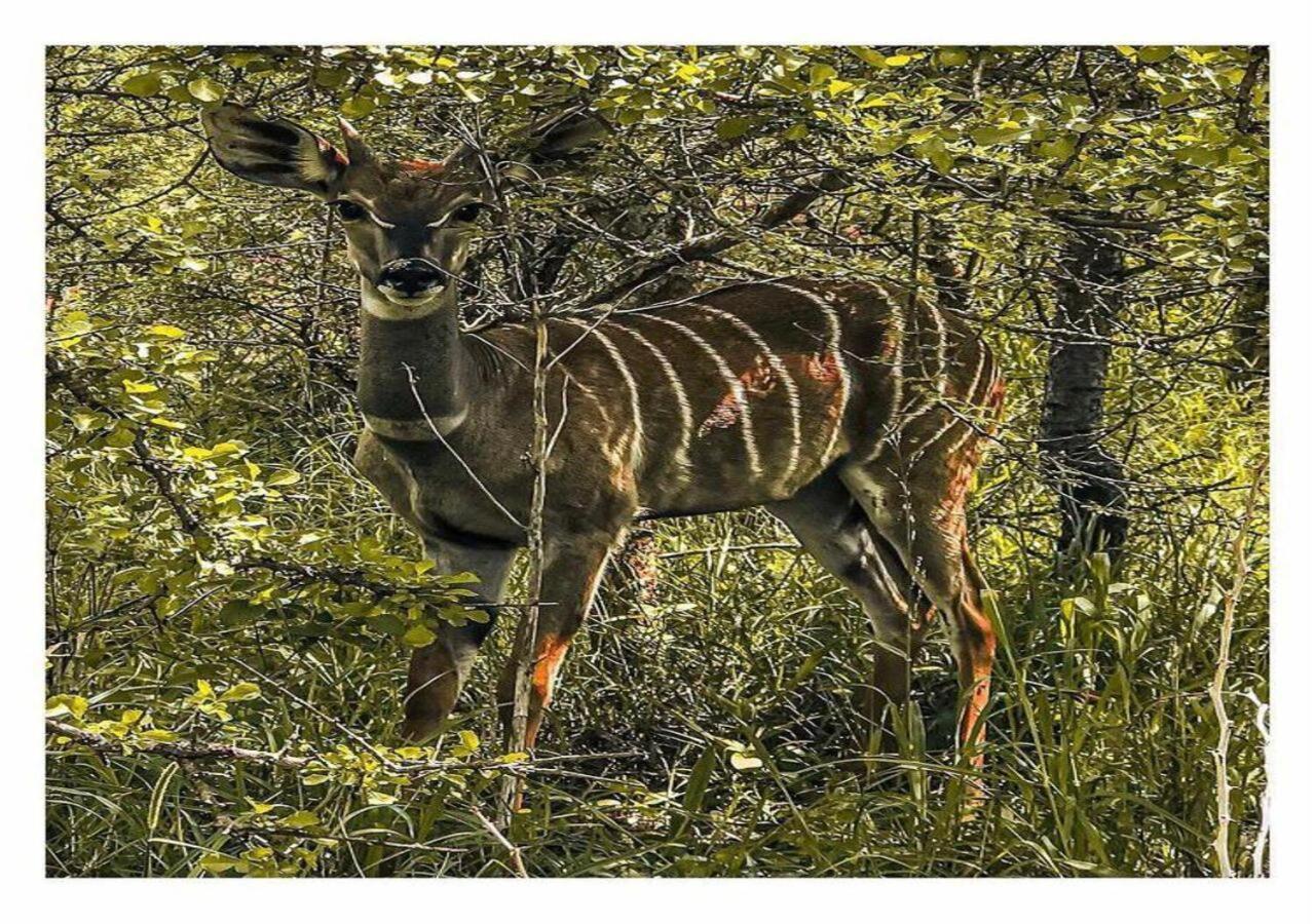 Oldonyo Orok Lodge Kajiado Eksteriør bilde