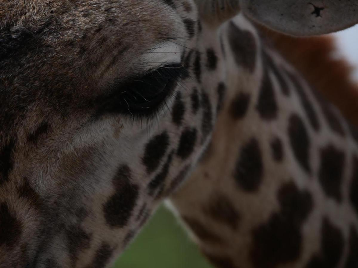 Oldonyo Orok Lodge Kajiado Eksteriør bilde